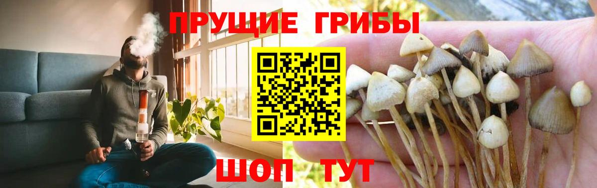 Астрахань  Галлюциногенные грибы Cubensis  Вход с VPN 